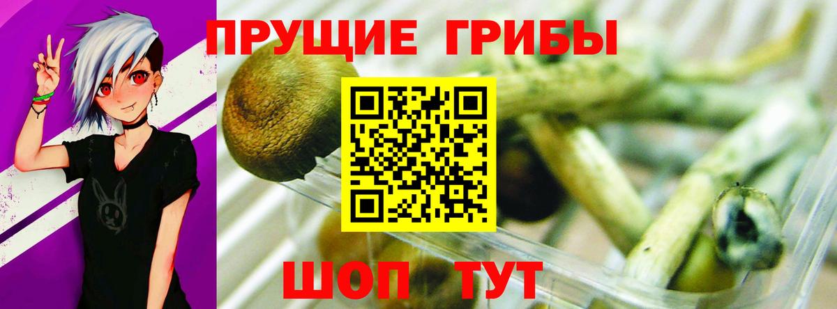 Псилоцибиновые грибы Psilocybe Вязники